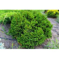 Ель обыкновенная Нидиформис...