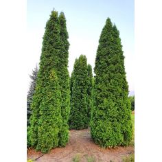 Туя западная колоновидная...
