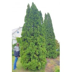 Туя западная колоновидная...