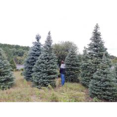 Ель колючая "Kaibab /...