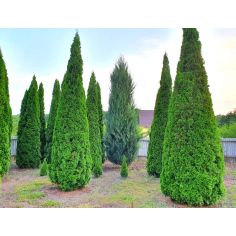 Туя западная  Смарагд...