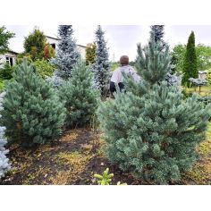 Сосна обыкновенная Ватерери...