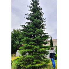 Пихта Корейская   (ABIES... 2