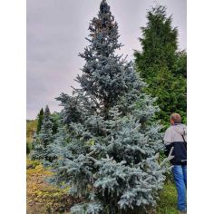 Ель 'Хупси' / Ялина колюча...