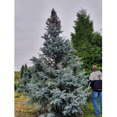 Ель 'Хупси' / Ялина колюча... 2