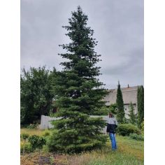 Пихта Корейская   (ABIES...