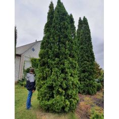 Туя западная колоновидная... 2
