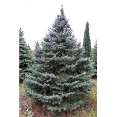 Ель колючая "Kaibab /...