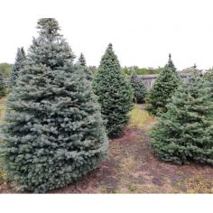 Ель колючая "Kaibab /... 2