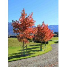 Ликвидамбур Смолоносный...