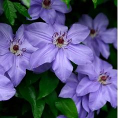 Клематис "Ramona" (Clematis...