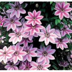 Клематис Nellly Moser...