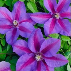 Клематис Etoile de...