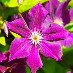 Клематис Roal Velurs...