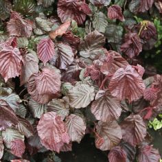 Лещина "Red Majestic"...