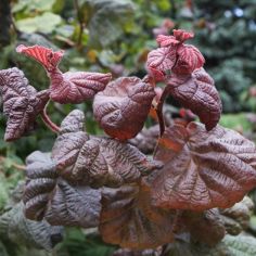 Лещина "Red Majestic"... 2