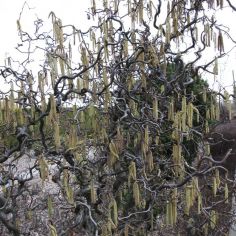 Лещина Лещина "Contorta "...