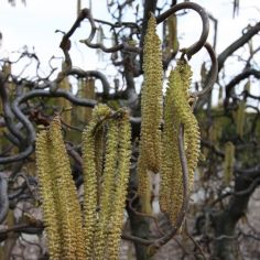 Лещина Лещина "Contorta "... 2