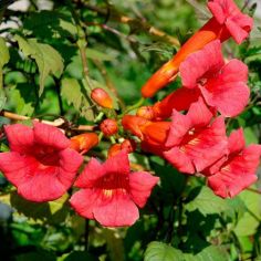 Кампсис (Campsis), h 1,5-1,6м