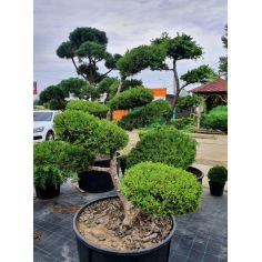 Можжевельник Китайский...