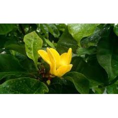 Магнолия Бруклинская...