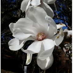 Магнолия "Merill" (Magnolia...