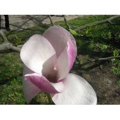Магнолия Суланжа "Rustica...