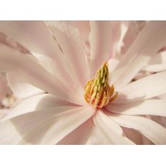 Магнолия звездчатая "Royal... 2