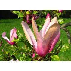 Магнолия Лилиецветная Nigra...