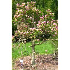 Магнолия Лилиецветная Nigra... 2