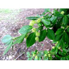 Бересклет Форчуна...