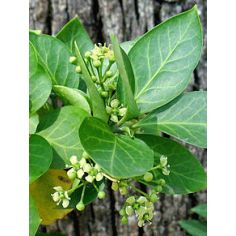 Бересклет Форчуна... 2