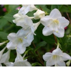 Вейгела цветущая "Bristol...