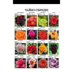 Розы чайно-гибридные (часть 2)