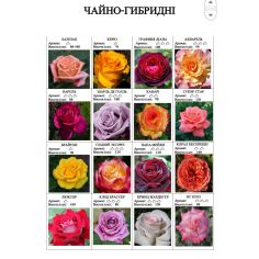 Розы чайно-гибридные (часть 4)