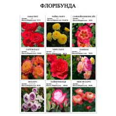 Розы флорибунда