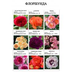 Розы флорибунда (часть 2)