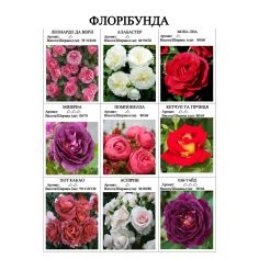 Розы флорибунда (часть 3)