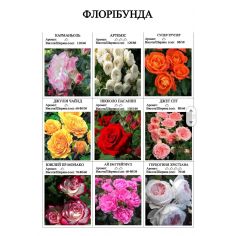 Розы флорибунда (часть 4)