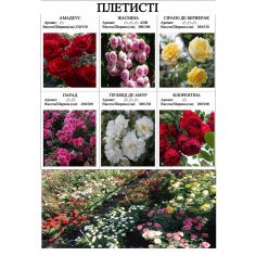 Розы плетистые