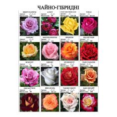 Розы чайно-гибридные