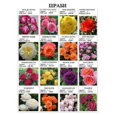 Розы шрабы (часть 2)