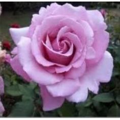 Либерти парфюм