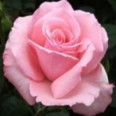 Мерхен Кениген