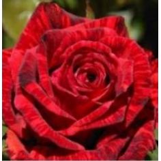 Ред Интуиция