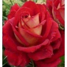 Кроненбург