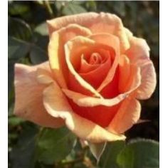 Пако Рабане