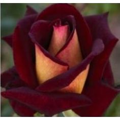 Эдди Митчелл