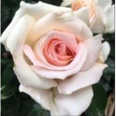 Чандос Бьюти