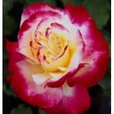 Дабл Делайт